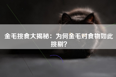 金毛挑食大揭秘：为何金毛对食物如此挑剔？