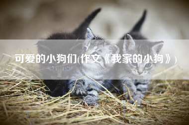 可爱的小狗们(作文《我家的小狗》)