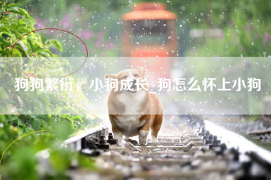 狗狗繁衍，小狗成长_狗怎么怀上小狗