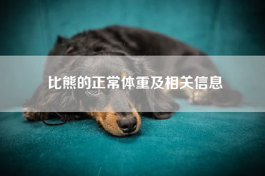 比熊的正常体重及相关信息