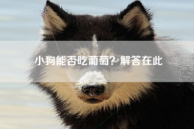 小狗能否吃葡萄？解答在此