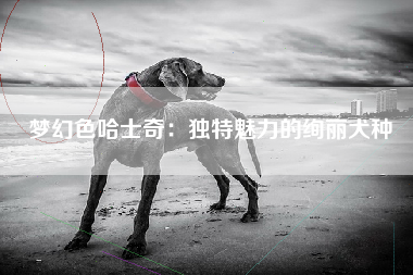 梦幻色哈士奇：独特魅力的绚丽犬种