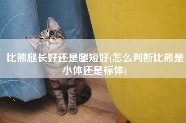 比熊腿长好还是腿短好(怎么判断比熊是小体还是标体)