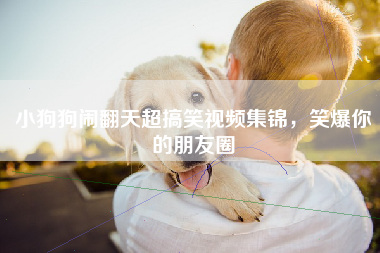 小狗狗闹翻天超搞笑视频集锦，笑爆你的朋友圈