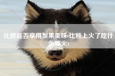 比熊能否享用梨果美味(比熊上火了吃什么降火)