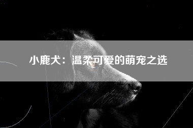 小鹿犬：温柔可爱的萌宠之选