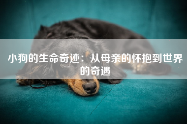 小狗的生命奇迹：从母亲的怀抱到世界的奇遇