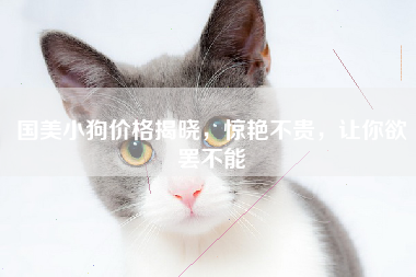 国美小狗价格揭晓，惊艳不贵，让你欲罢不能