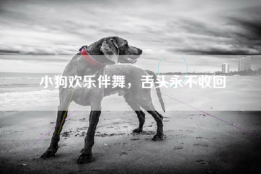 小狗欢乐伴舞，舌头永不收回