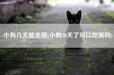 小狗几天能走路(小狗20天了可以吃粥吗)