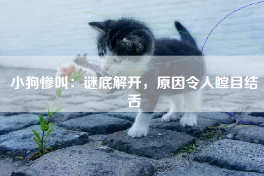 小狗惨叫：谜底解开，原因令人瞠目结舌