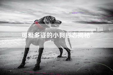 可爱多姿的小狗形态揭秘”