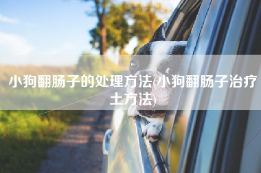 小狗翻肠子的处理方法(小狗翻肠子治疗土方法)