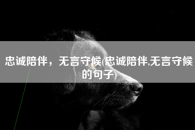 忠诚陪伴，无言守候(忠诚陪伴,无言守候的句子)