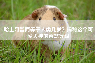哈士奇智商等于人类几岁？揭秘这个可爱犬种的智慧等级