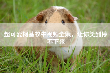 超可爱柯基牧牛视频全集，让你笑到停不下来