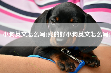 小狗英文怎么写(我的好小狗英文怎么写)