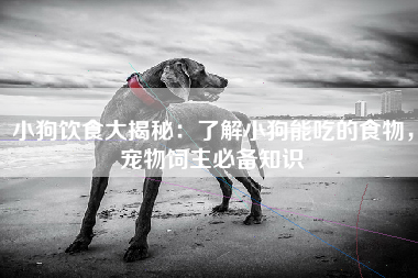小狗饮食大揭秘：了解小狗能吃的食物，宠物饲主必备知识