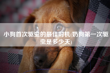 小狗首次驱虫的最佳时机(奶狗第一次驱虫是多少天)