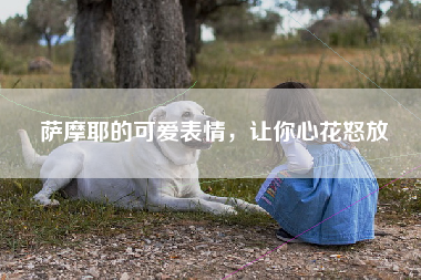 萨摩耶的可爱表情，让你心花怒放