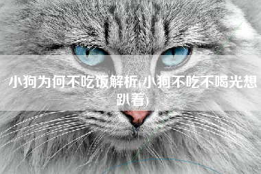 小狗为何不吃饭解析(小狗不吃不喝光想趴着)