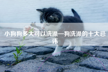 小狗狗多大可以洗澡—狗洗澡的十大忌讳