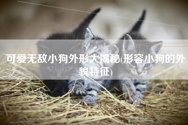 可爱无敌小狗外形大揭秘(形容小狗的外貌特征)
