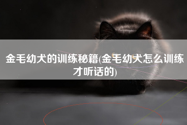 金毛幼犬的训练秘籍(金毛幼犬怎么训练才听话的)