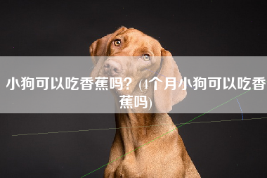 小狗可以吃香蕉吗？(4个月小狗可以吃香蕉吗)