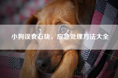 小狗误食石块，应急处理方法大全