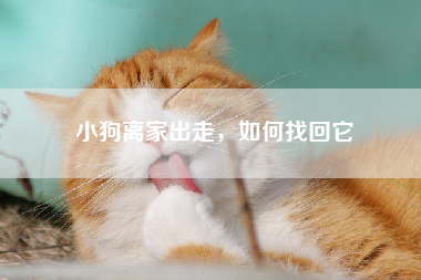 小狗离家出走，如何找回它
