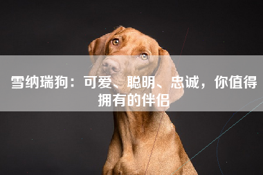雪纳瑞狗：可爱、聪明、忠诚，你值得拥有的伴侣