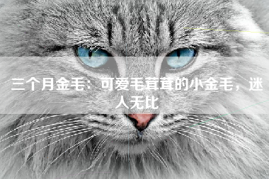 三个月金毛：可爱毛茸茸的小金毛，迷人无比