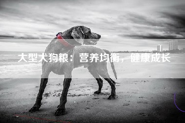 大型犬狗粮：营养均衡，健康成长