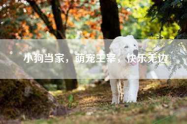 小狗当家，萌宠主宰，快乐无边