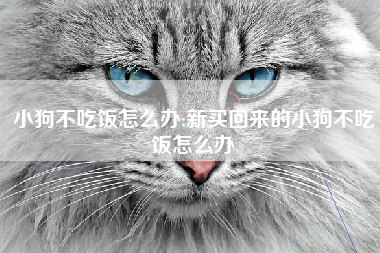小狗不吃饭怎么办;新买回来的小狗不吃饭怎么办