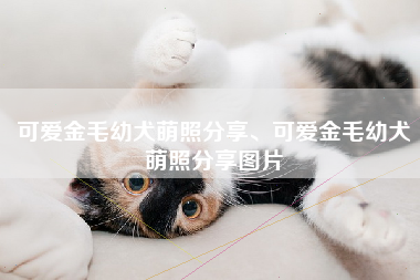可爱金毛幼犬萌照分享、可爱金毛幼犬萌照分享图片