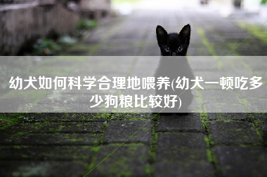 幼犬如何科学合理地喂养(幼犬一顿吃多少狗粮比较好)