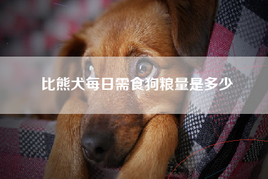 比熊犬每日需食狗粮量是多少