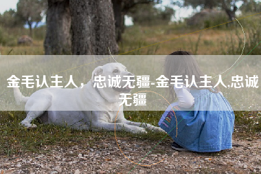 金毛认主人，忠诚无疆-金毛认主人,忠诚无疆