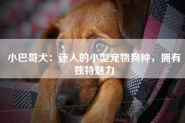 小巴哥犬：迷人的小型宠物狗种，拥有独特魅力