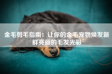 金毛剪毛指南：让你的金毛宠物焕发新鲜亮丽的毛发光彩