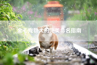 金毛宠物犬的完美命名指南