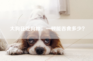 大狗狂吃狗粮，一顿能吞食多少？