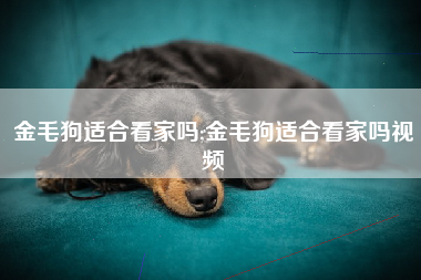 金毛狗适合看家吗;金毛狗适合看家吗视频