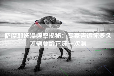 萨摩耶洗澡频率揭秘：专家告诉你多久才需要给它洗一次澡