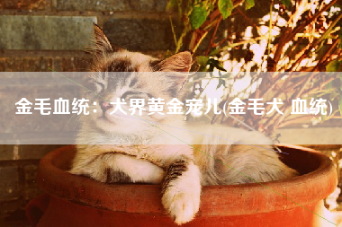 金毛血统：犬界黄金宠儿(金毛犬 血统)