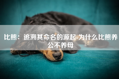 比熊：追溯其命名的源起-为什么比熊养公不养母