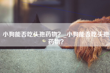 小狗能否吃头孢药物？_小狗能否吃头孢药物？