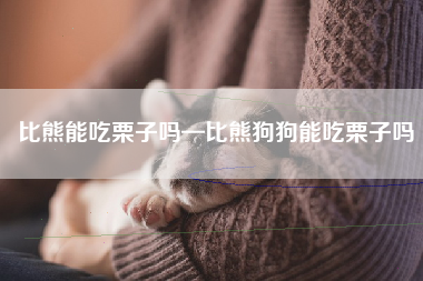 比熊能吃栗子吗—比熊狗狗能吃栗子吗